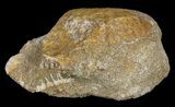 Eodiaphyodus (Fish) Tooth Plate - Cretaceous #60538-2